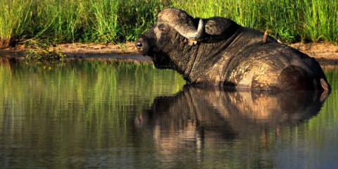 4-Day Johannesburg & Greater Kruger Safari with Nthambo