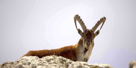 12-Day Ethiopia Wildlife & Photography Expedition