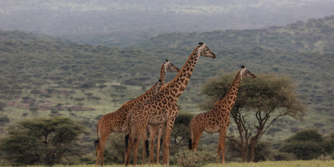 2-Day Zanzibar to Ngorongoro & Tarangire Luxury Safari