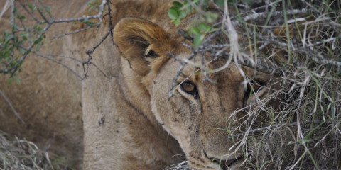 1-Day Nairobi National Park Safari & Game Drive