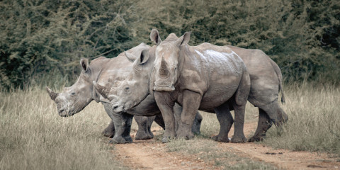 6-Day Unique Rhino and Lion Conservation Experience