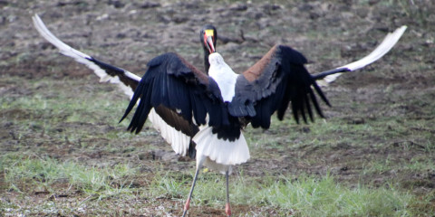 6-Day Safari Serenity - Discover South Luangwa's Heart