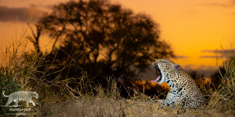 6-Day Ultimate Predators of Malamala Photo Safari