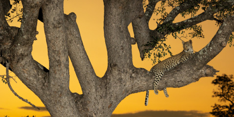 6-Day Best of Sabi Sands with Award Winning Photo Guide