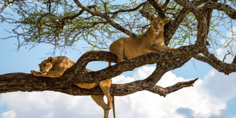 7-Day Zimbabwe Classic Safari