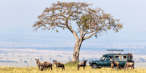 5-Day Southern Plains Epic- Birth, Blood and Great Herds