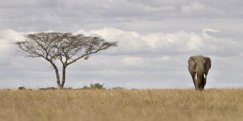 3-Day Fly-in Fly-out, Exclusive Serengeti Tour