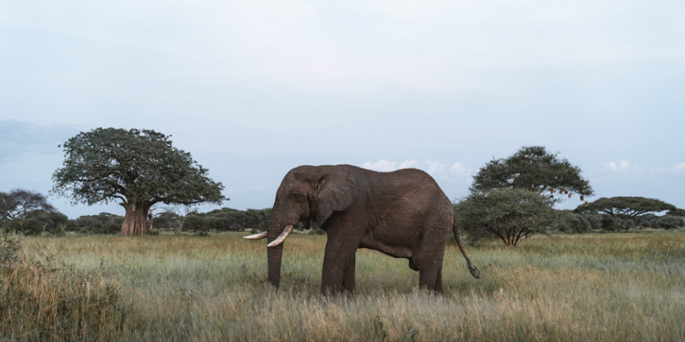 2-Day Tarangire & Ngorongoro Safari Tour