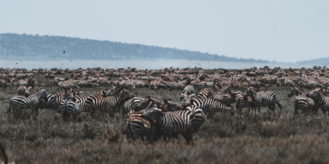 5-Day Private Safari in Tarangire, Manyara, Ngorongoro