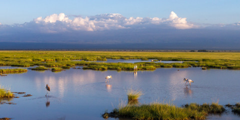 7-Day Mara, Lake Nakuru, Lake Naivasha & Amboseli Safari
