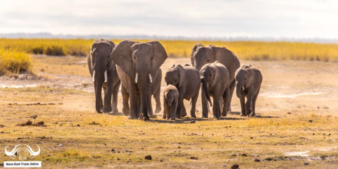 5-Day Amboseli to Mara via Naivasha Adventure