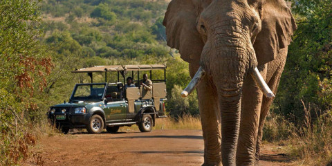 1-Day Shared Kruger National Park Safari from Hazyview