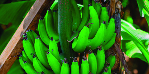1-Day Banana Farm Tour and Kikuletwa Hot Spring