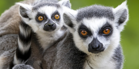 12-Day 1000 Views of Madagascar