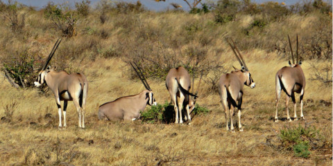 3-Day Rhythms of Samburu; Exploration of Northern Beauty