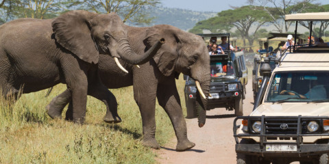 4-Day Into the Wild; Tarangire, Serengeti & Ngorongoro