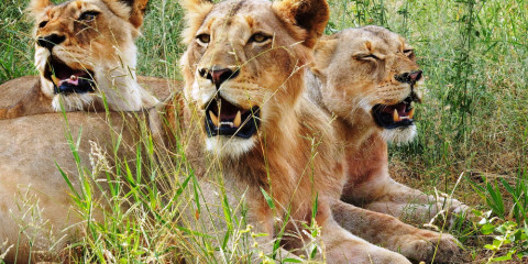 5-Day Big 5 Game Drives & Blyde Canyon Sighting Seeing