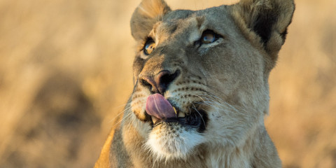 8-Day Namibia Safari