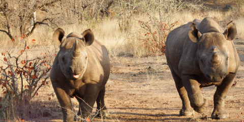 5-Day Private Parks Kruger - Two Different Game Lodges