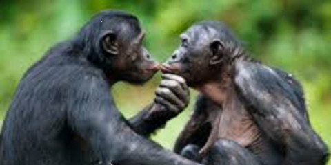 6-Day Combined Adventure Bonobos & Lowland Gorillas DRC