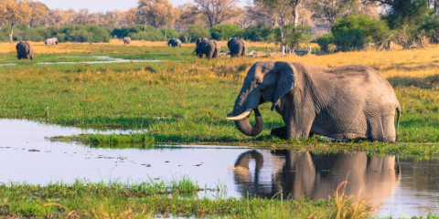 6-Day The Perfect Botswana Safari