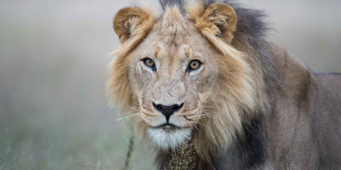 15-Day Botswana Trans Kalahari Camping Safari