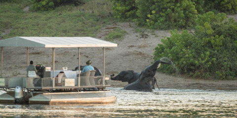 safari botswana en tente