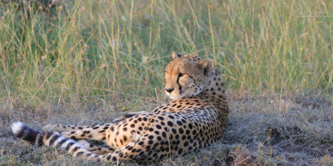 8-Day Masai Mara-L Nakuru-Amboseli-Saltlick-Tsavo East