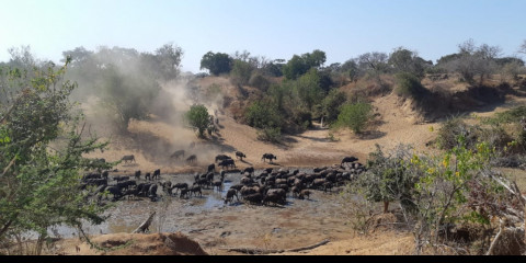 safari i zimbabwe