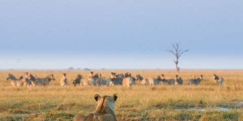 9-Day Adventurous Family Botswana Safari