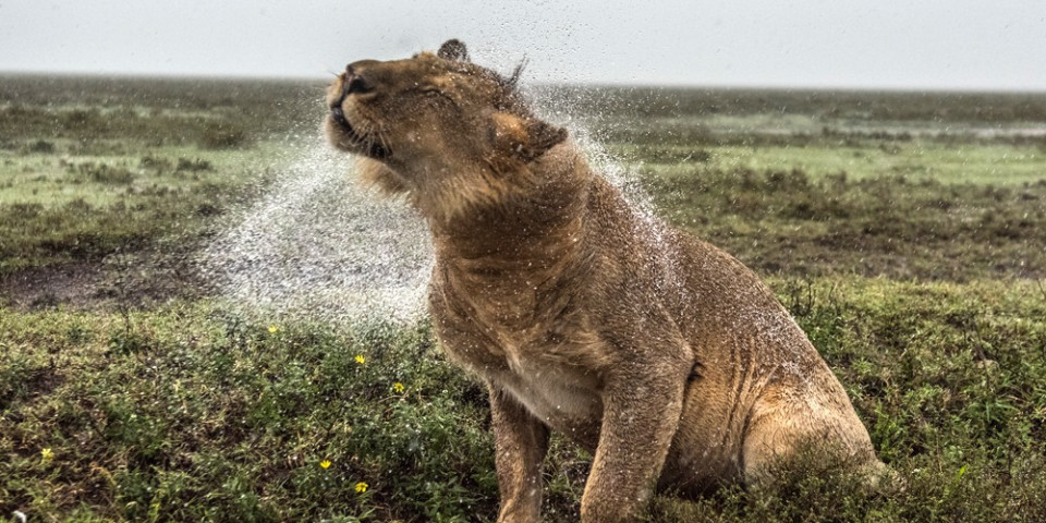 11-Day Tanzania + Zanzibar Luxventure® Safari