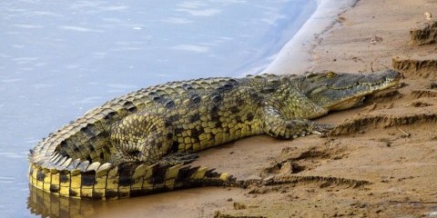 1-Day Boat Cruise Chiefs Island Day Trip