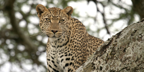 8-Day Tanzania Wildlife & Culture