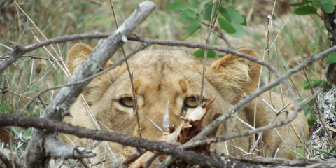 cape town and kruger safari packages