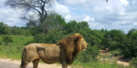 3-Day Best Budget Kruger Park Safari