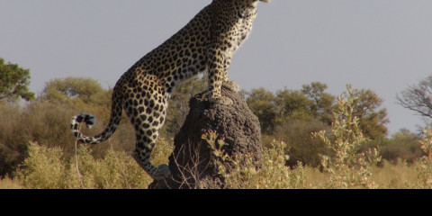 8-Day Cheetah Safari Tour