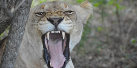 7-Day Ultimate Kruger & Panorama Safari Tour