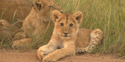 where is nairobi safari park