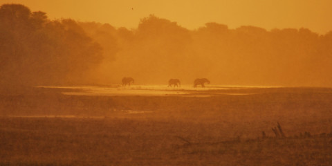 10-Day Botswana Okavango & Savuti Mobile Tented Safari