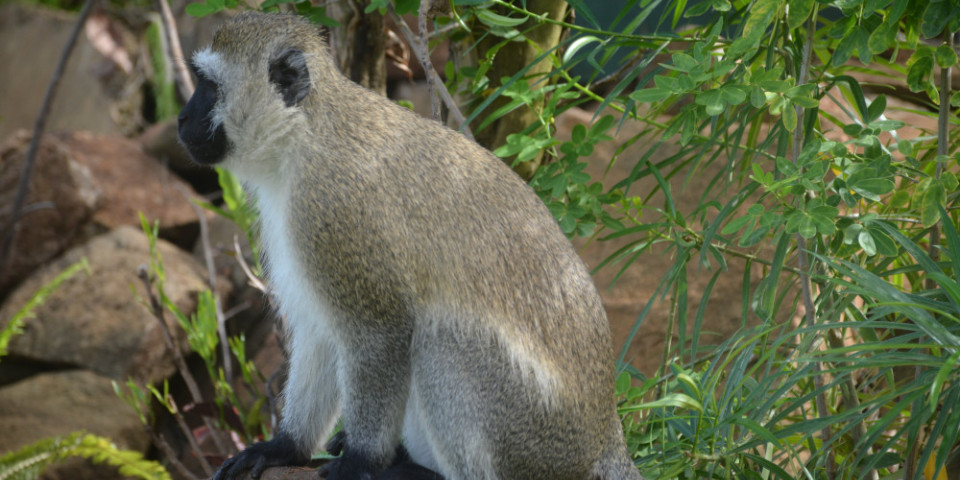 9-Day Masai Mara-L Nakuru-Amboseli-Saltlick-Tsavo East