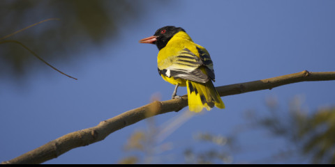 3-Day Bahir Dar Birding and Ura Kidane Mihret Monastery