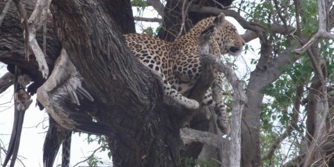 19-Day South African Wildlife | Eastern Expedition