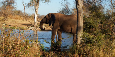 kruger national park safari urlaub