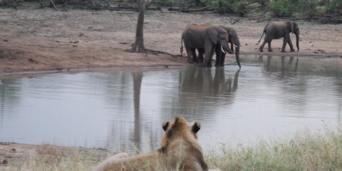 4-Day Orpen Gate to Letaba Camp- Tented Bushcamp Stay