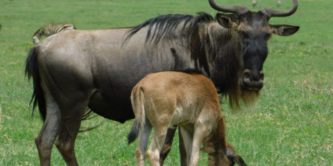 3-Day Great Migration Calving Safari Fly from Zanzibar