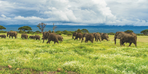 african safari packages 2023