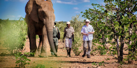 ½-Day Lion Experience in Conservation Project