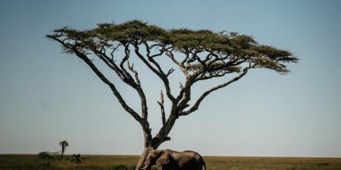 6-Day All Inclusive Serengeti Eco-Adventure