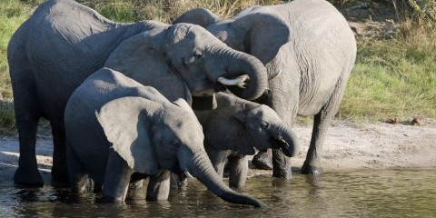 14-Day Extraordinary Safari in Botswana
