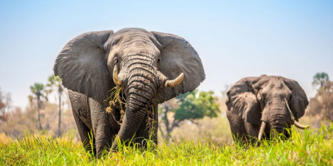 7-Day Botswana Adventure Fly-in Safari